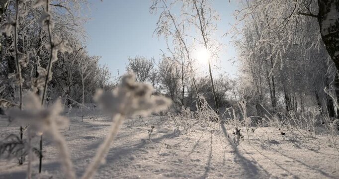 White birches with snow-covered branches grow in a row, a group of birches casts long shadows on clear snow against a clear blue sky in the cold