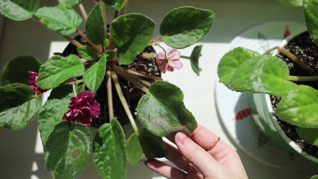 Sunburn damage on African violet Saintpaulia leaf. Brown leaf spots on indoor uzambar violet on windowsill.