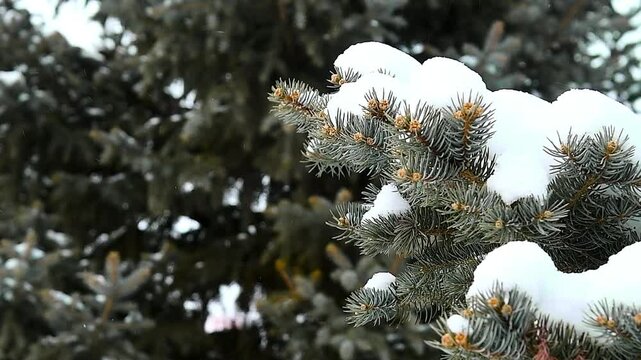 Close-up of a pine branch covered with snow.