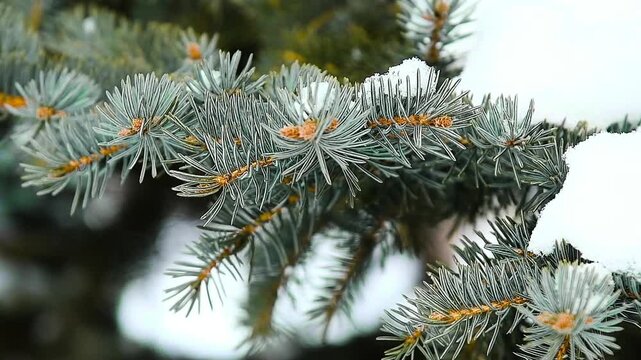Close-up of a pine branch covered with snow.