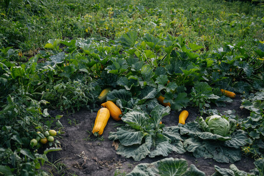 Ripe yellow zucchini and green cabbage growing in a lush home vegetable garden bed, organic farming and homegrown vegetables on a summer day