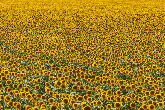 Aerial view of the vast sunflower fields at Carska Bara, showcasing vibrant yellow blooms under bright sunlight in Perlez, Vojvodina, Serbia.