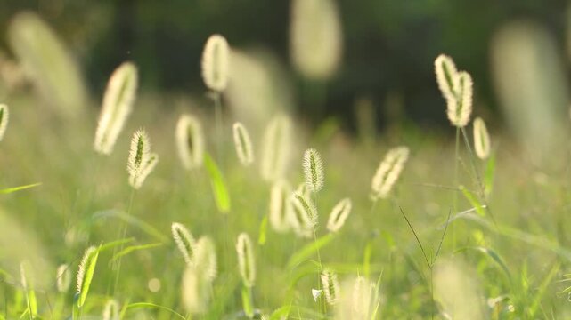 Foxtail Grass Swaying in Wind Under Warm Sunlight