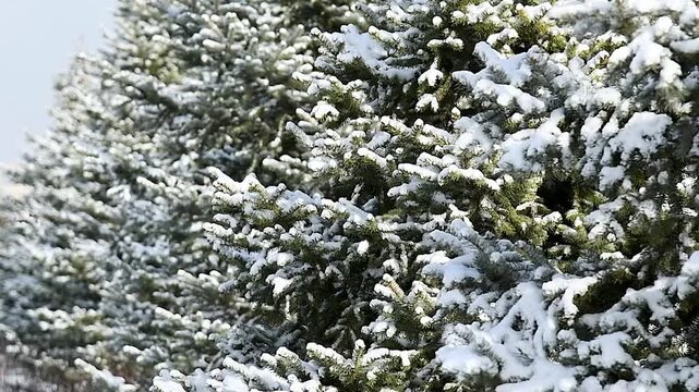 Close-up of a pine branch covered with snow.