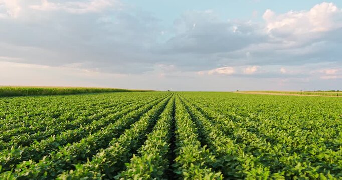 Green soybean field agricultural crop rows