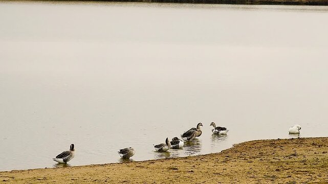 Flock of geese swimming on the calm surface of a lake or pond on a cloudy autumn day. Rural landscape.