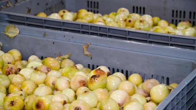 Onions move on a conveyor belt at a modern food processing complex.