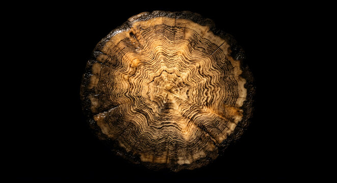 Cross section of ancient tree rings or mineral fossil texture