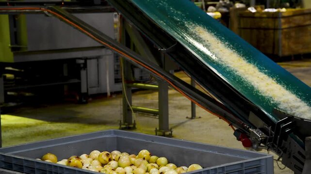 Onions move on a conveyor belt at a modern food processing complex.