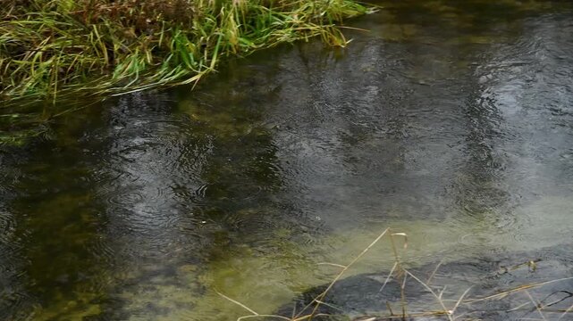 Natural landscape with a small stream or river, on a rainy autumn day.