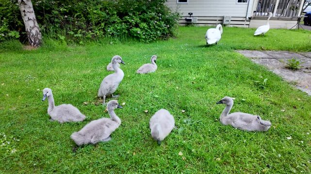 Adorable baby cygnets gracefully graze on fresh green grass alongside their majestic swan parents in a peaceful garden setting.