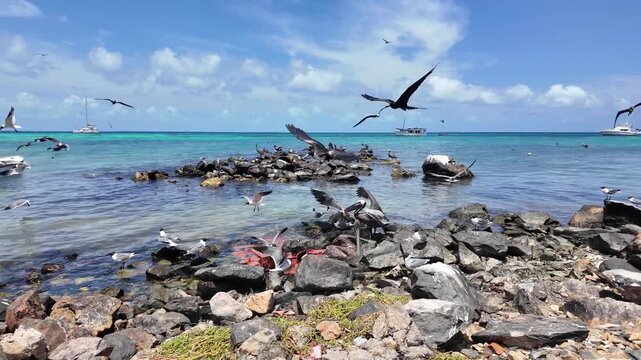 Dynamic footage of pelicans, gulls, and frigatebirds gathering on coastal rocks to feed, showcasing vibrant wildlife behavior in their natural habitat