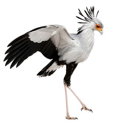 Obraz premium Secretary Bird with Spread Wing Isolated on Transparent Background – Elegant African Bird PNG for Wildlife and Nature Design