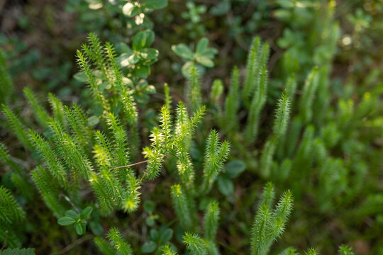 Close-up of clubmoss growing on the forest floor in natural woodland