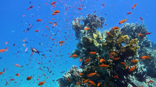Stunning tropical coral reef scenery with shoals of fish swimming on wall round a pinnacle bommy in Red Sea