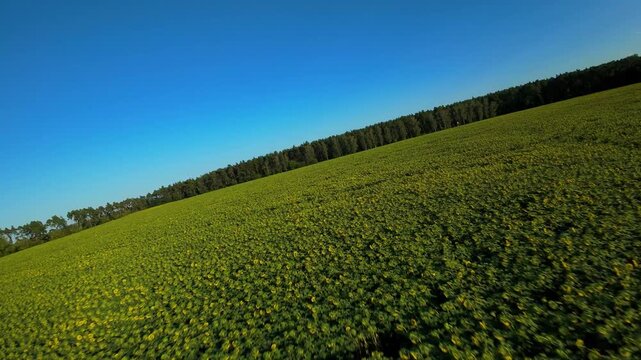 Pole słonecznik&oacute;w w słoneczny letni dzień dron fpv