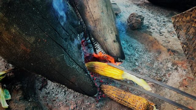 Top angle closeup of fresh sweet corn being carefully placed into glowing wood embers for authentic traditional fire roasting