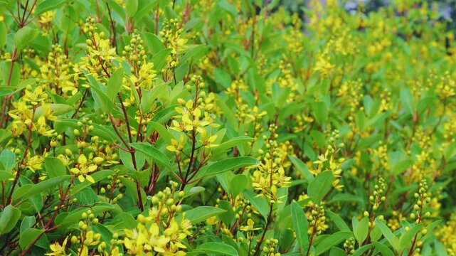 Closeup of blooming Golden Thryallis flowers gently swaying in the breeze showcasing vibrant yellow blossoms in a lush tropical landscape