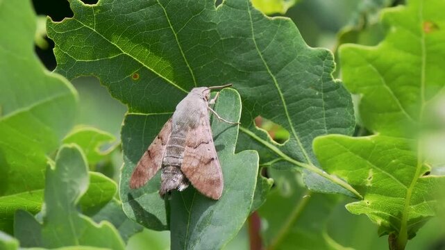 Hummingbird Hawkmoth resting on an Oak Leaf