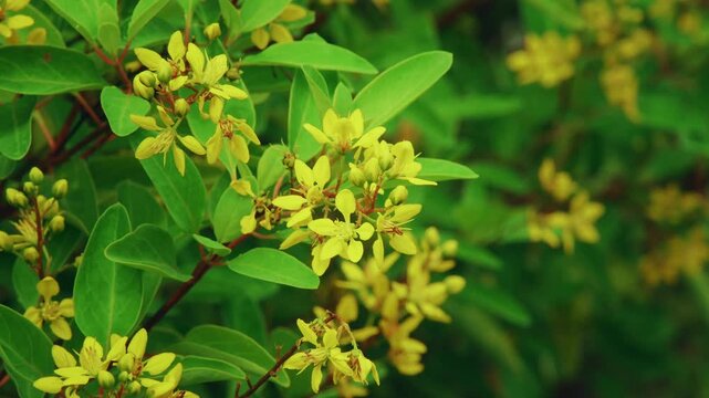 Closeup of Golden Thryallis flowers gently swaying in the breeze with fresh green foliage and unopened buds in a tropical garden