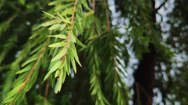Closeup of slender bottlebrush leaves gently swaying in the breeze with soft background blur creating a calm natural scene