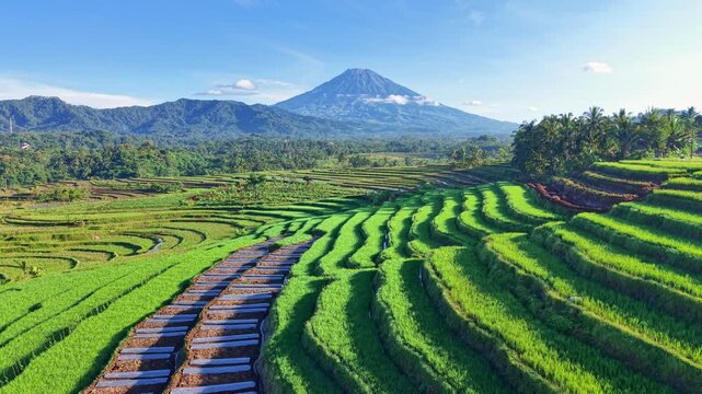 Drone shot of lush green rice terraces with majestic mountain view, Java, Indonesia. Nature, agriculture, and rural landscape footage.