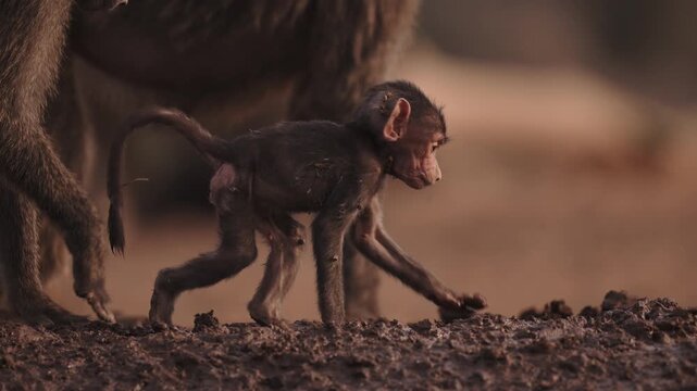 Cinematic Slow Motion Tiny Baby Baboon in Troop of Baboons, Close Up Safari Animal Babies in Kenya Africa, African Wildlife and Nature.