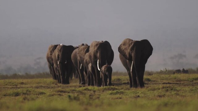 Big Herd of Elephants Walking In a Line in Amboseli, African Wildlife Safari Animals in Kenya, Lots of Elephants Following Matriarch in a Group in Amboseli.