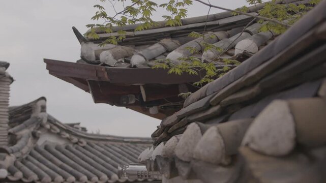 Korean maple branches hang over traditional tile-topped walls in Bukchon Hanok Village, Seoul