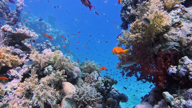 Stunning tropical coral reef scenery with shoals of fish swimming on wall round a pinnacle bommy in Red Sea