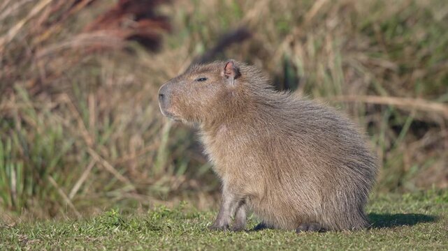 Single capybara (Hydrochoerus hydrochaeris) sits upright on short marsh vegetation, side profile against blurred reeds in soft daylight, useful for ecology or rodent biology topics.
