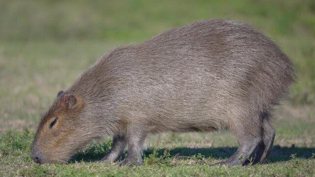 Greater capybara Hydrochoerus hydrochaeris grazes on short grass in side profile on open field, useful for wildlife or South American nature content.