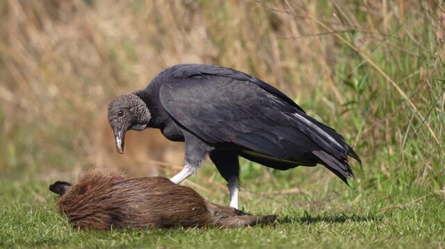 Black vulture tears at the carcass of a small rodent on open grassland.