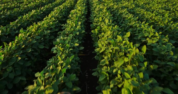 Green soybean field agricultural crop cultivation