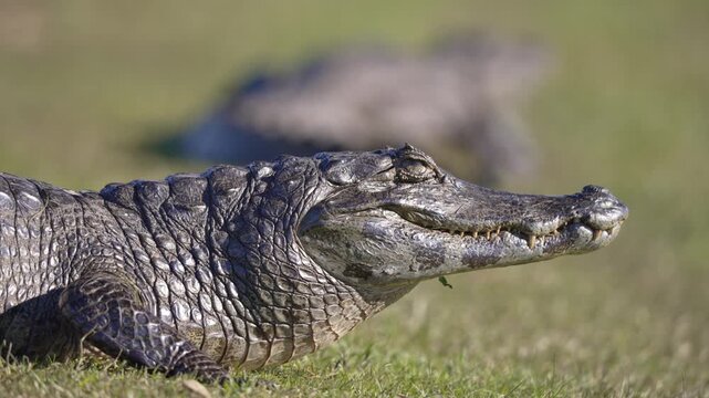 Yacare caiman lies on grassy ground with jaws slightly open, sunlight catching its rough scales and another caiman blurred in the background.
