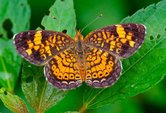 Pear crescent butterfly with its wings on full display