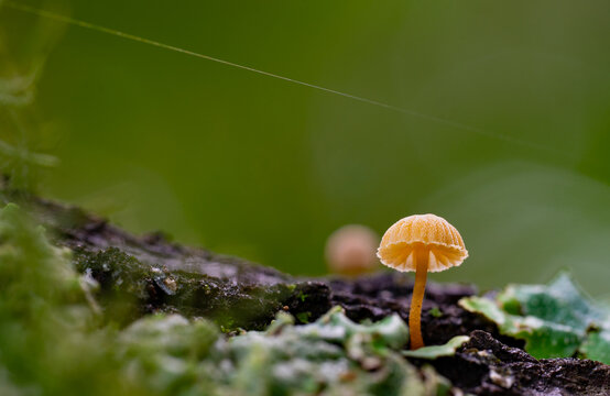 Tiny mushroom growing on the trunk of a tree under a single strand of spider silk