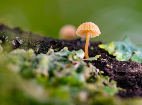 Tiny mushroom growing with lichen and moss on trunk of a tree