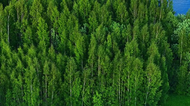 Drone view flying over a vibrant green forest of birch trees swaying in the summer breeze