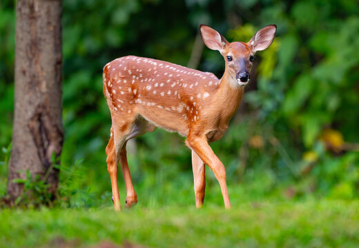 Young white-tailed deer fawn near the edge of the woods