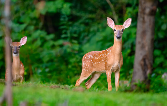 An alert young white-tailed deer fawn poised at the edge of the woods, ears erect