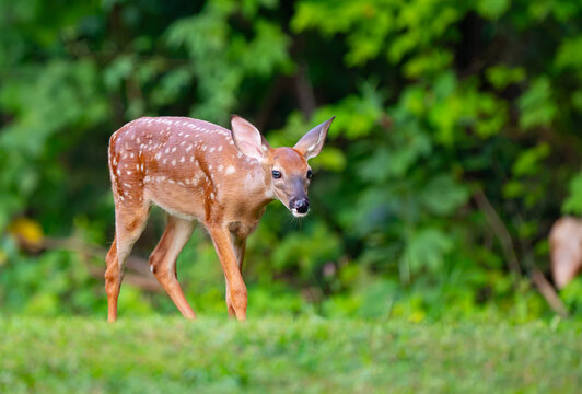A young white-tailed deer fawn carefully walking on a lawn at the edge of the woods