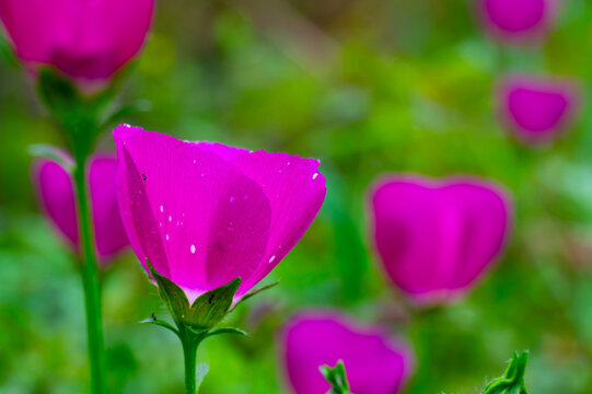 Winecup poppy mallow in full bloom with rich magenta color and a black ant on its petals