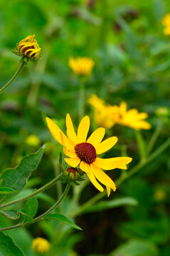Black-eyed Susan portrait