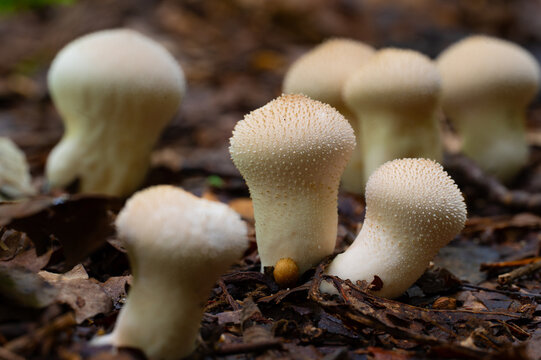 Closeup of white puffball mushrooms, Audubon Acres, Chattanooga, Tennessee