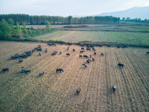 Aerial view of a herd of water buffalo grazing in a field near Lake Kerkini in Serres, Greece.