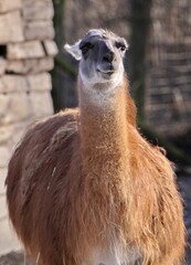 Obraz premium Lama