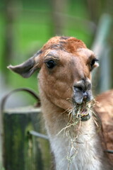 Obraz premium Lama