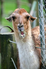 Lama © Martina Berg