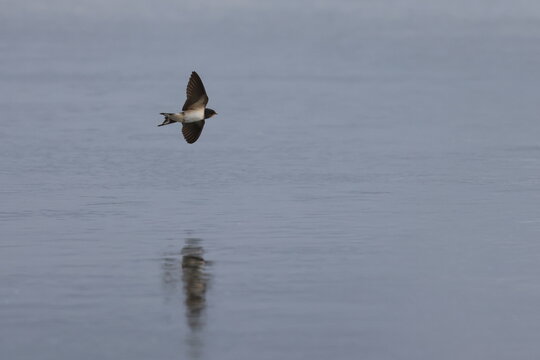 barn swallow